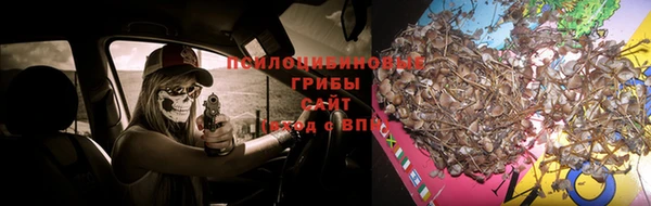 крисы Алзамай